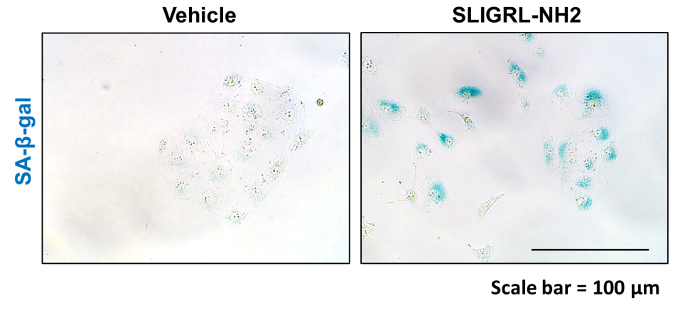 Experimental Validation Results for SLIGRL-NH2 TFA