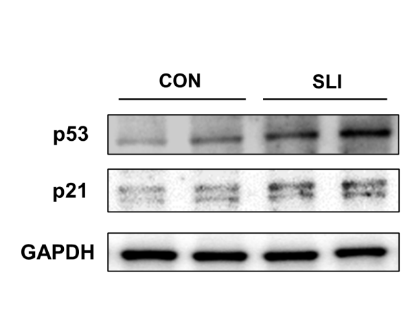 Experimental Validation Results for SLIGRL-NH2 TFA