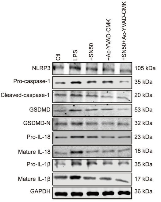 Experimental Validation Results for SN50