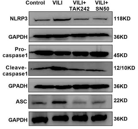 Experimental Validation Results for SN50