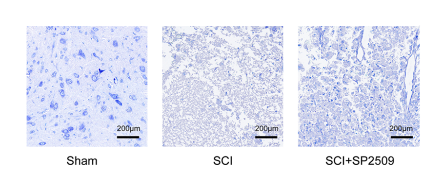 Experimental Validation Results for SP2509