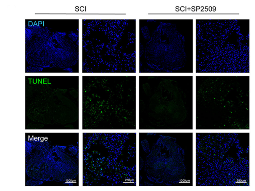 Experimental Validation Results for SP2509
