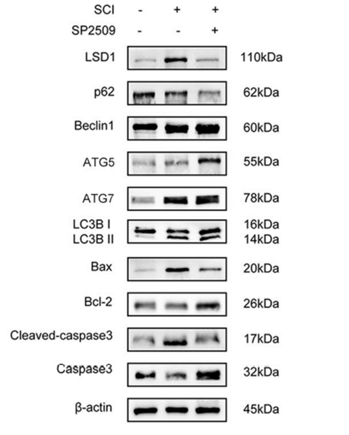 Experimental Validation Results for SP2509