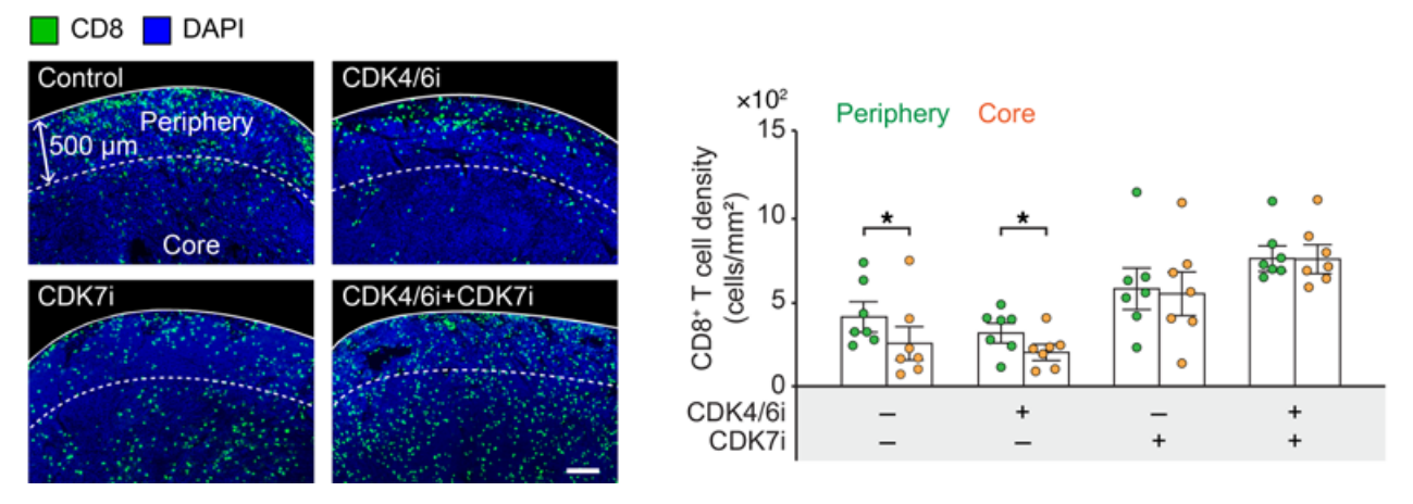 SY-5609 (CDK7-IN-3) | CDK7 Inhibitor | MedChemExpress