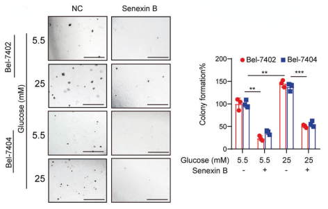 Experimental Validation Results for Senexin B