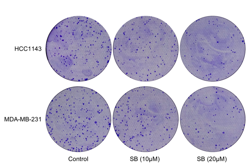 Experimental Validation Results for Sennoside B
