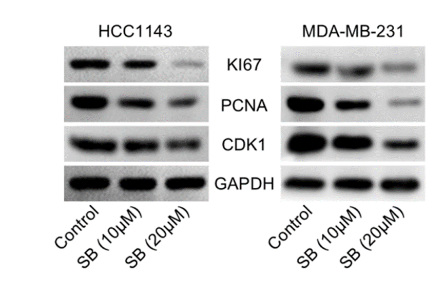 Experimental Validation Results for Sennoside B