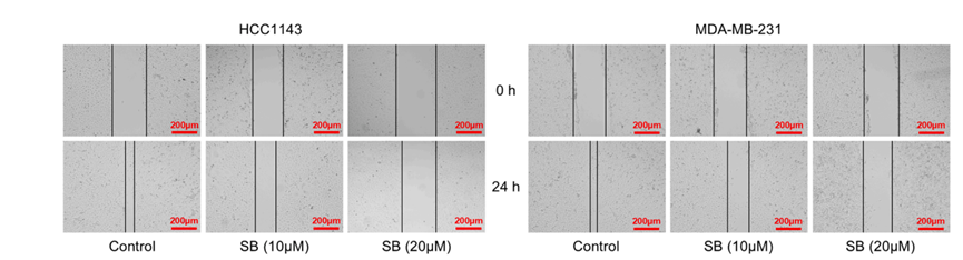 Experimental Validation Results for Sennoside B