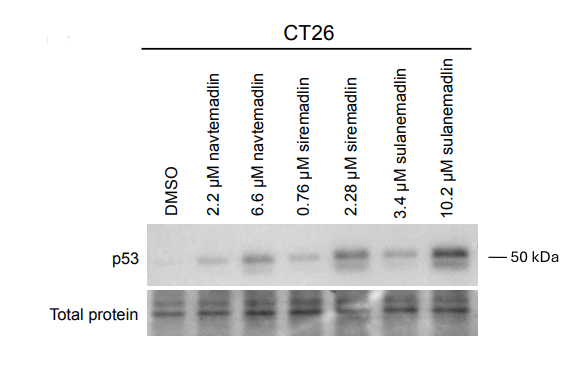 Experimental Validation Results for Siremadlin