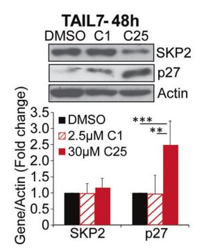 Experimental Validation Results for Skp2 Inhibitor C1