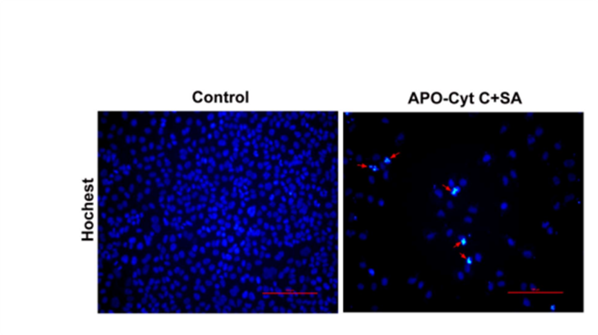 Experimental Validation Results for Sodium aescinate