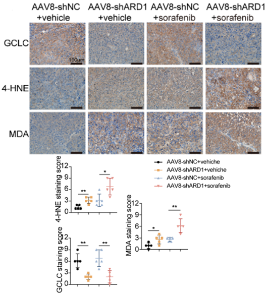 Experimental Validation Results for Sorafenib