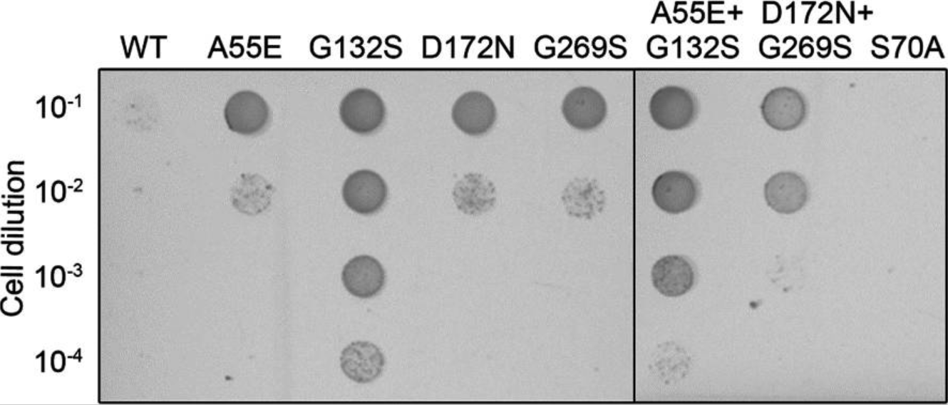 Experimental Validation Results for Sulbactam