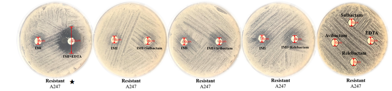 Experimental Validation Results for Sulbactam