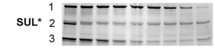 Experimental Validation Results for Sulbactam