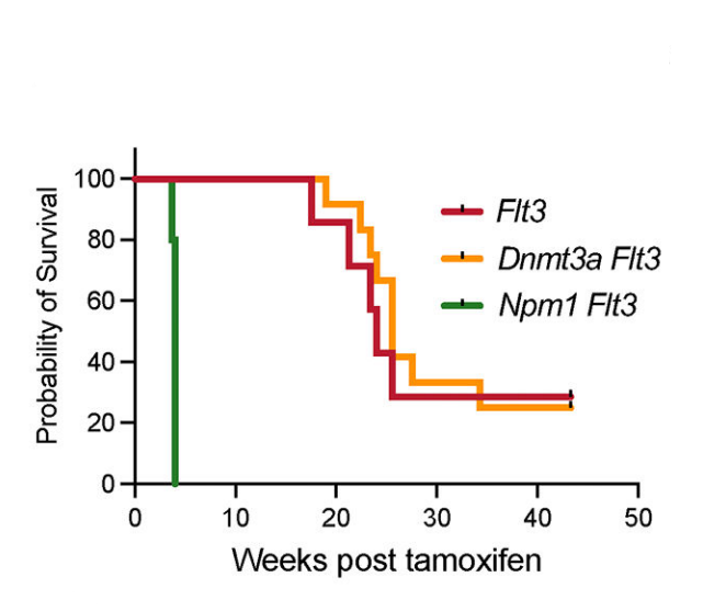 Tamoxifen (ICI 47699) | Estrogen Receptor Modulator | MedChemExpress
