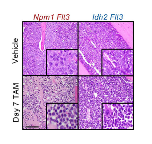 Tamoxifen (ICI 47699) | Estrogen Receptor Modulator | MedChemExpress
