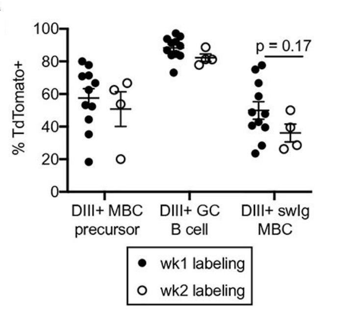 glutathione consent form pdf Synergistic anticancer effects and reduced genotoxicity of silver  nanoparticles and tamoxifen in breast cancer cells - Rivera - 2024 -  Journal of Biochemical and Molecular Toxicology main image 0