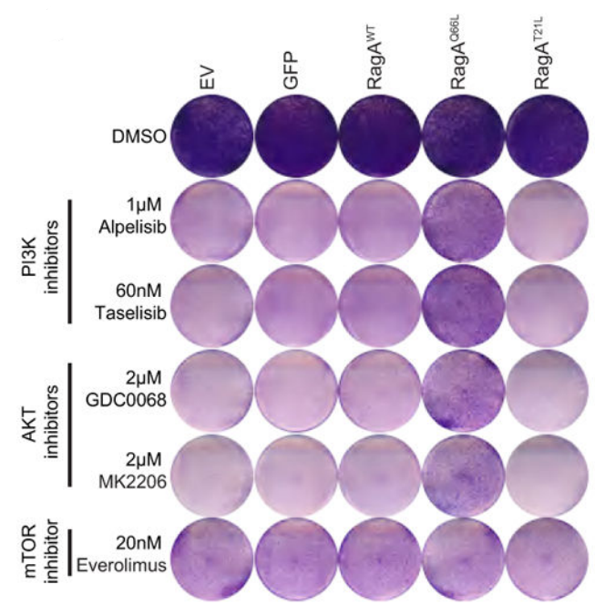 Experimental Validation Results for Taselisib