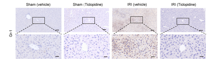 Experimental Validation Results for Ticlopidine