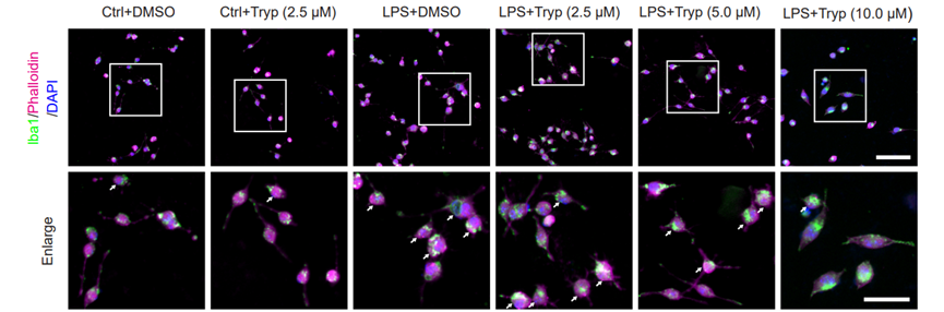 Experimental Validation Results for Tryptanthrin