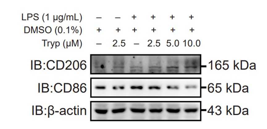 Experimental Validation Results for Tryptanthrin