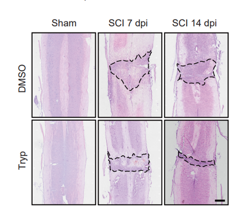 Experimental Validation Results for Tryptanthrin