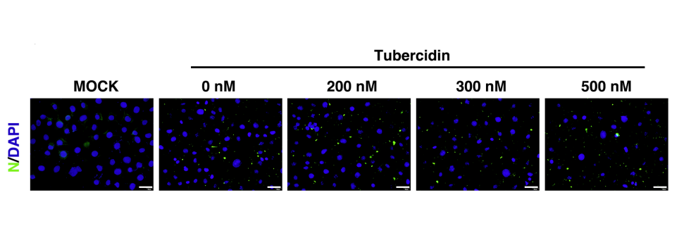 Experimental Validation Results for Tubercidin