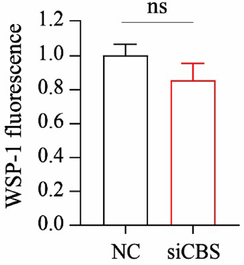 Experimental Validation Results for WSP-1