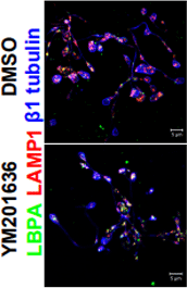 YM-201636 | PIKfyve Inhibitor | MedChemExpress