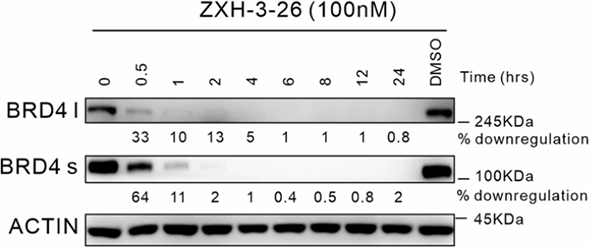 ZXH-3-26 | PROTAC BRD4 Degrader | MedChemExpress