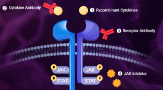 Targeting the JAK-STAT Pathway in Autoimmune Diseases