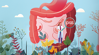 Dextran Sulfate Sodium (DSS)‐Induced Colitis in Mice