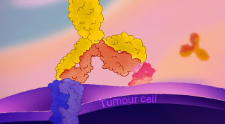 Bispecific Antibodies in Cancer Therapy