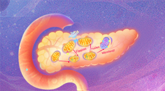 Targeting Mitochondrial Dysfunction in Diabetes