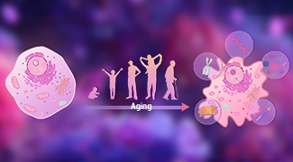 Mechanisms and Therapeutic Strategies of Aging