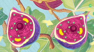 Ferroptosis: Mechanisms and Detection Methods