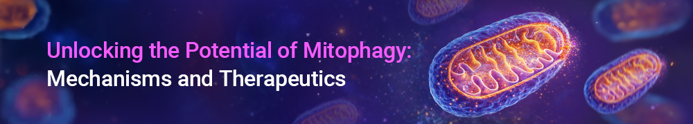Harnessing Mitophagy: Decoding Mechanisms, Pathogenesis, and the Therapeutic Frontier
