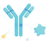 Biological Conjugation