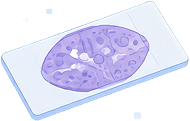 Histological Analysis