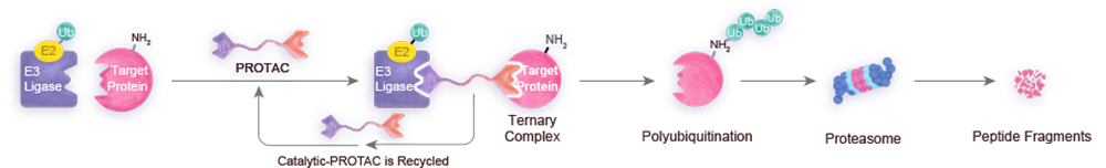 Elements of PROTAC