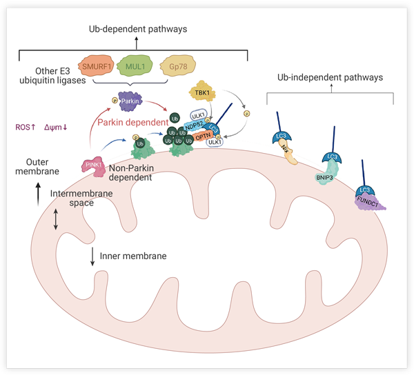 Figure 2. Overview of the mitophagy mechanisms