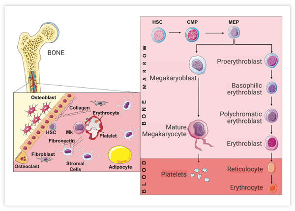 Figure 3. Differentiation of HSCs