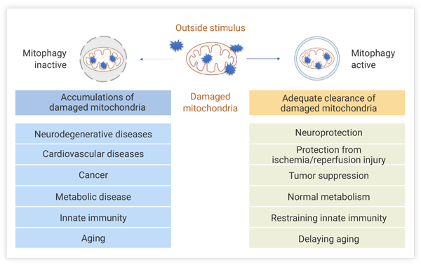 Figure 3. Physiological significance of mitophagy in human diseases