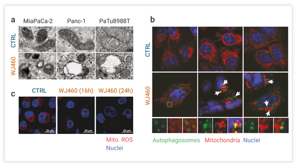 Figure 4. WJ460 induces mitophagy in PDAC cells