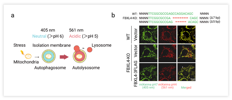 Figure 5. FBXL4-KO induces mitophagy in Hela cells