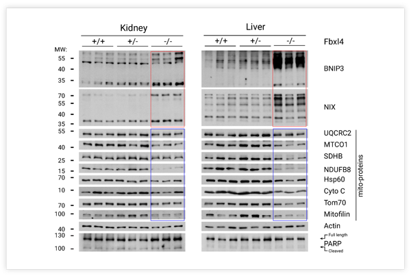 Figure 6. Western Detection of tissue samples from Fbx14-/ -mice[9]