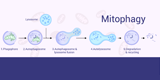 Mitophagy：Mechanisms and Detection