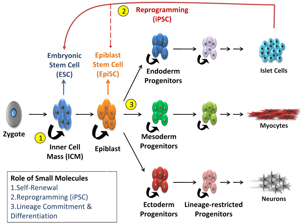 GMP Small Molecules Empower Cell Therapy: Reshaping the Future of Medicine