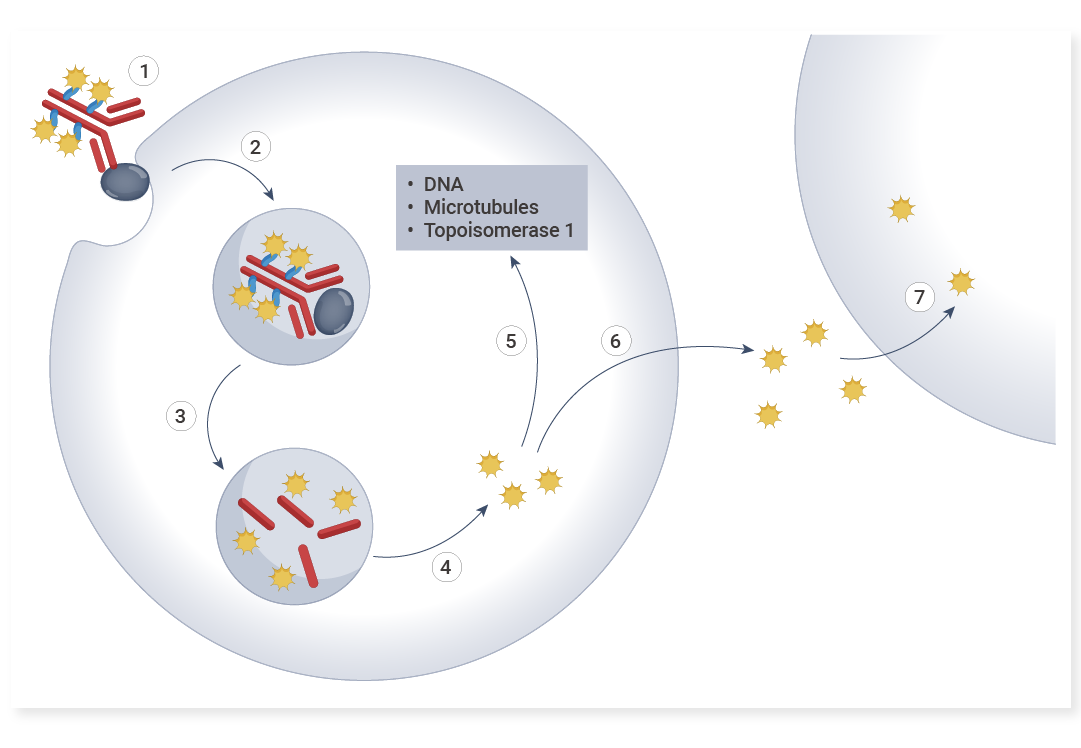 Anti-Payload Antibodies: Enabling Precision in ADC Therapeutics